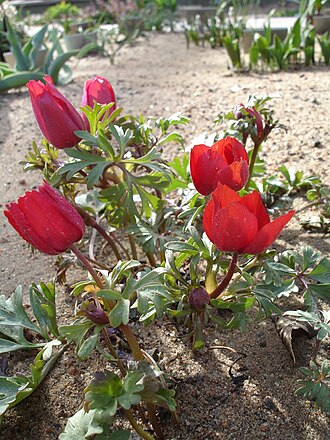 Anemone biflora: Anemone biflora