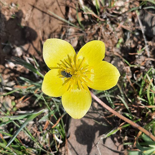 Anemone biflora: Anemone biflora var. petiolulosa in bloom