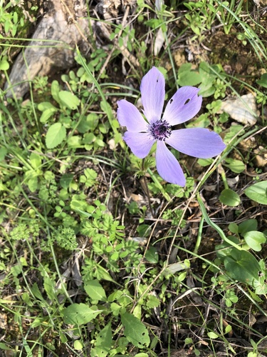 Lilies-of-the-field (Anemone coronaria)