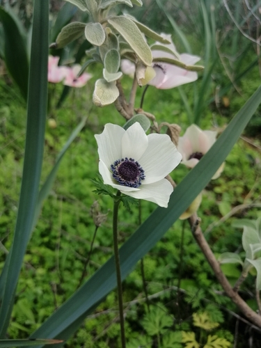 Lilies-of-the-field