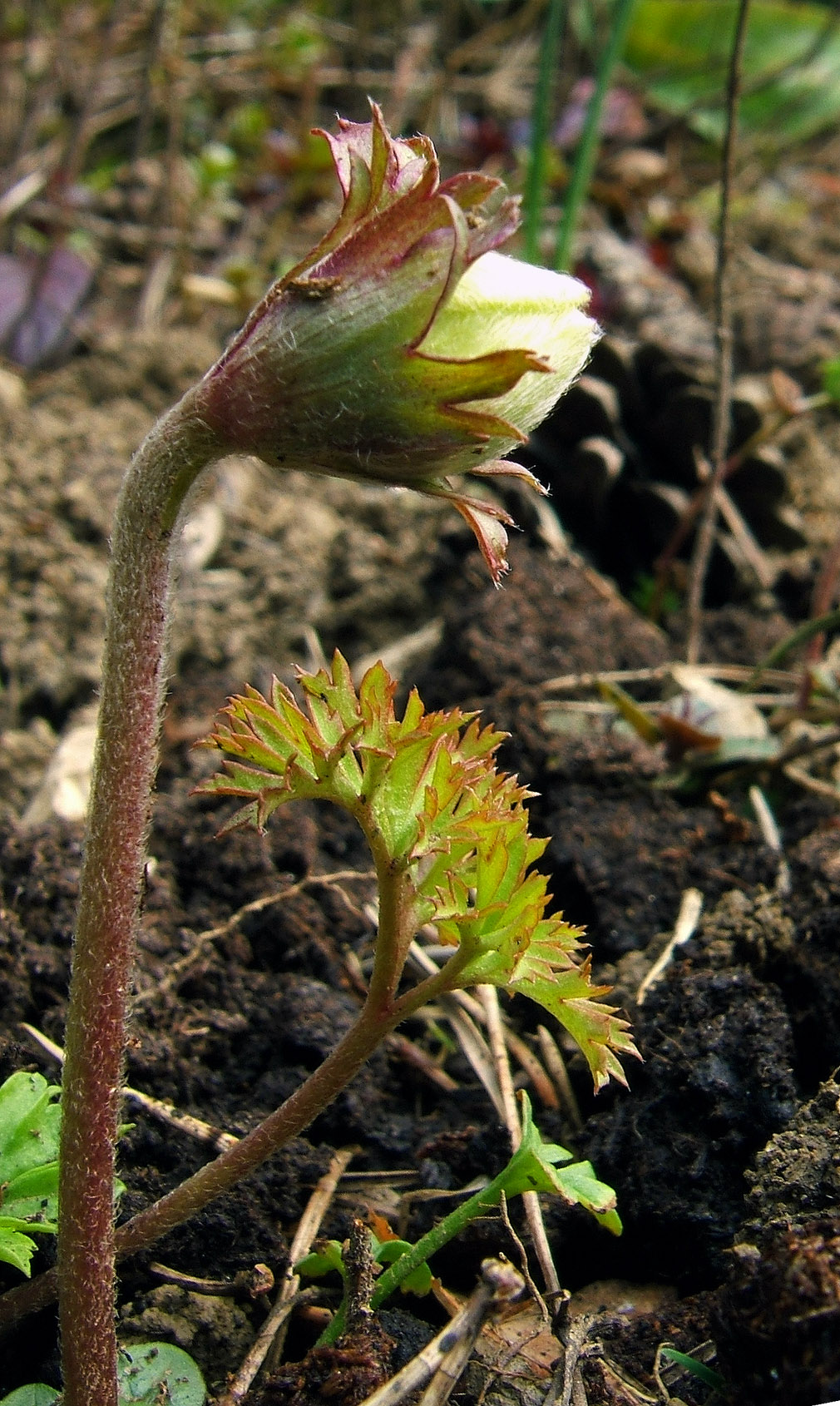 Lilies-of-the-field: Poppy anemone