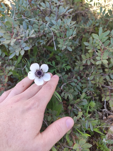 Lilies-of-the-field (Anemone coronaria)