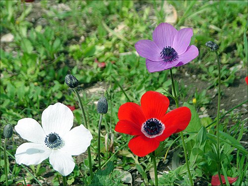 Lilies-of-the-field: כלנית מצויה, ליד מגידו, ישראל