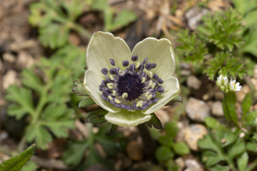 Lilies-of-the-field (Anemone coronaria)