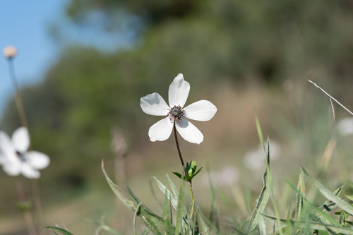 Lilies-of-the-field (Anemone coronaria)