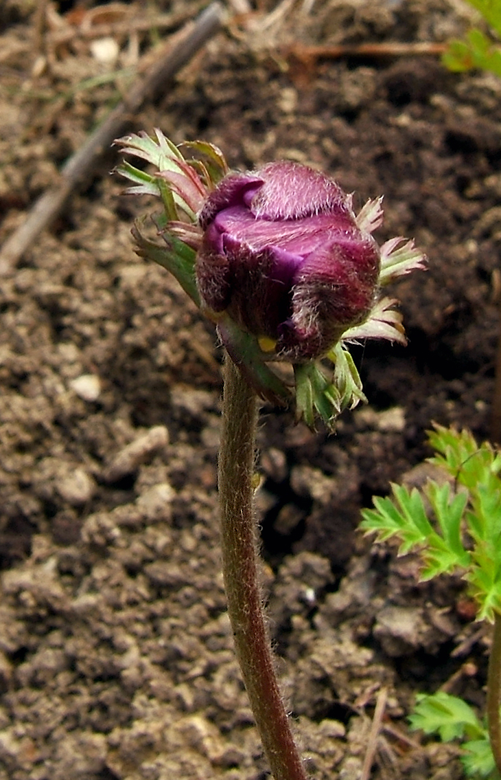 Lilies-of-the-field: Poppy anemone