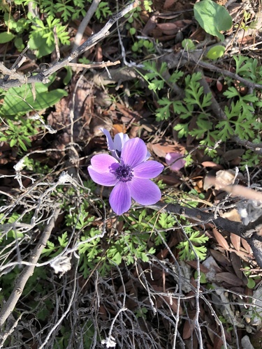 Lilies-of-the-field (Anemone coronaria)