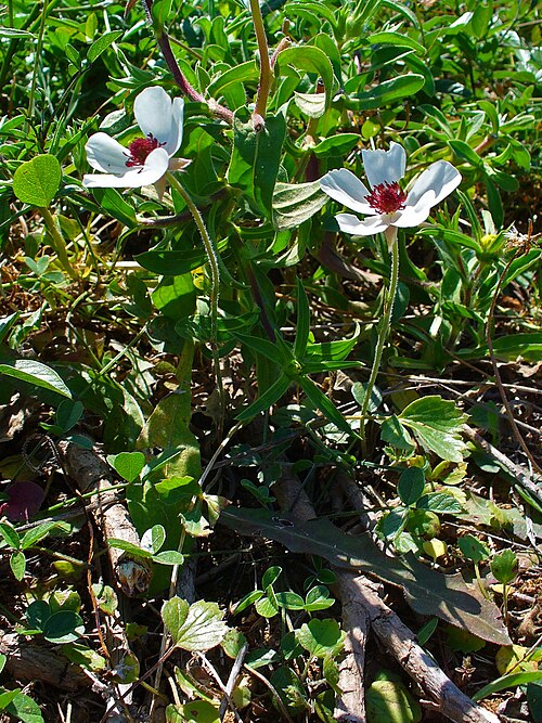 Lilies-of-the-field: Habitus; Hersonissos , Crete , Greece .
