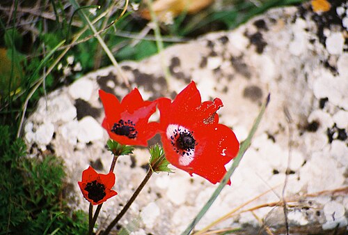 Lilies-of-the-field (Anemone coronaria)