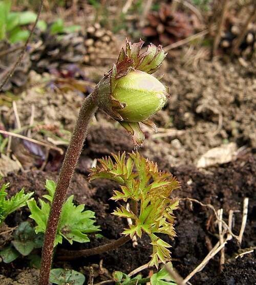 Lilies-of-the-field: Poppy anemone