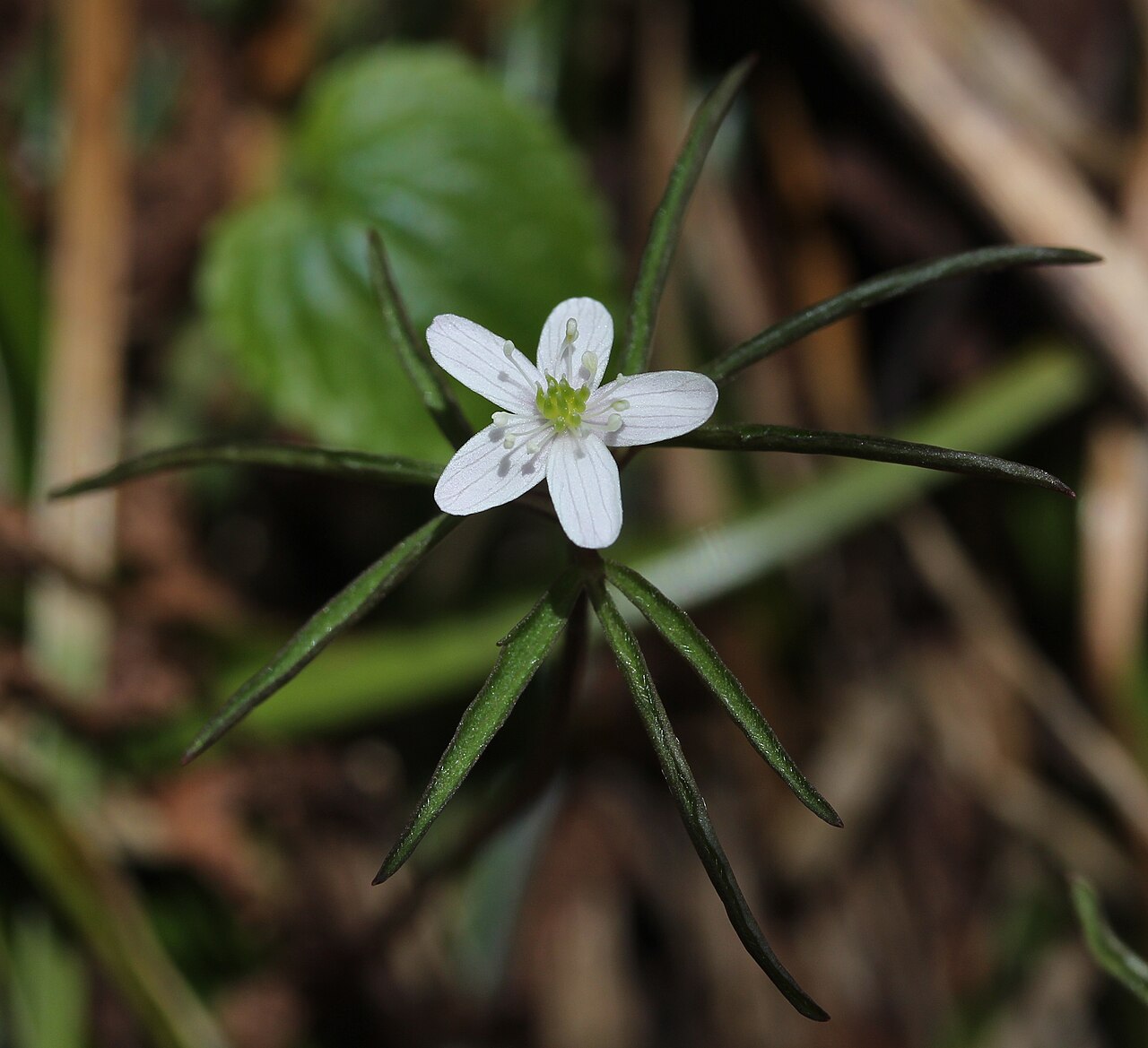 Anemone debilis: Anemone debilis in Mount Chō, Hida Mountains , Azumino , Nagano prefecture , Japan .