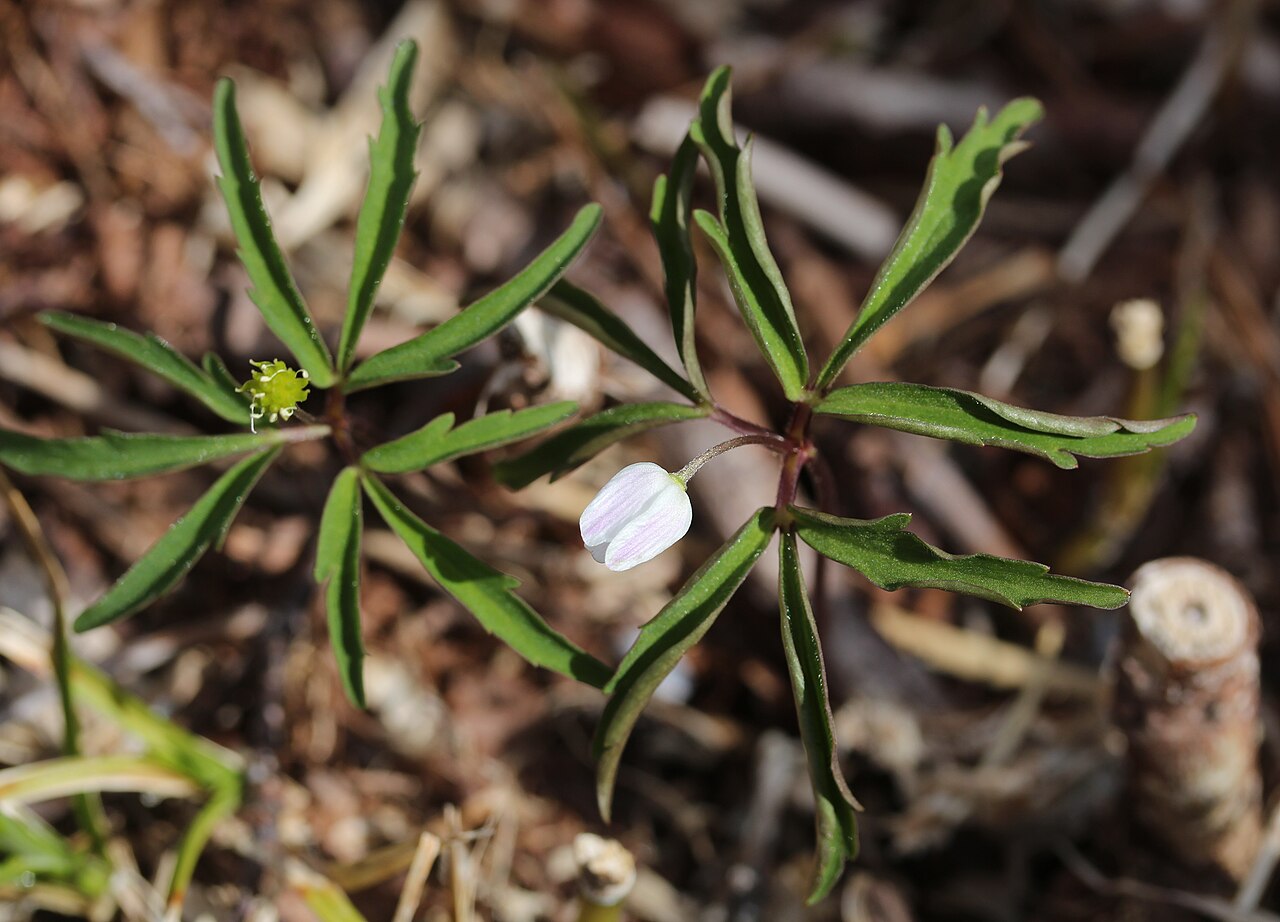 Anemone debilis: Anemone debilis in Mount Sannomine, Ryōhaku Mountains, Japan.