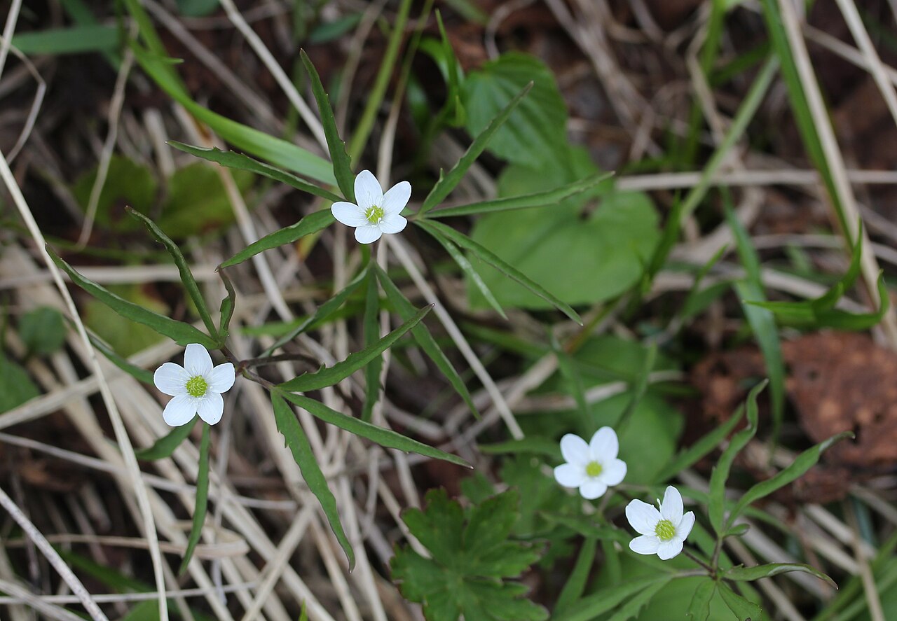 Anemone debilis: Anemone debilis in Mount Chō, Hida Mountains , Azumino , Nagano prefecture , Japan .