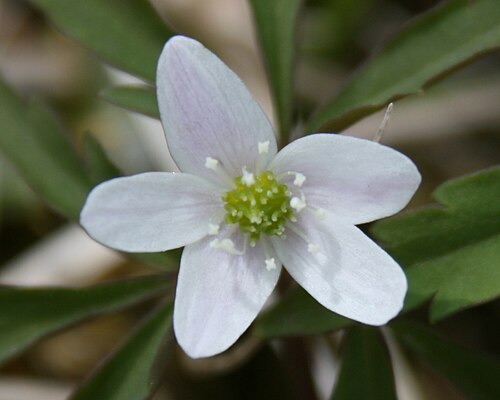 Anemone debilis: Anemone debilis in Mount Nōgōhaku , Japan .