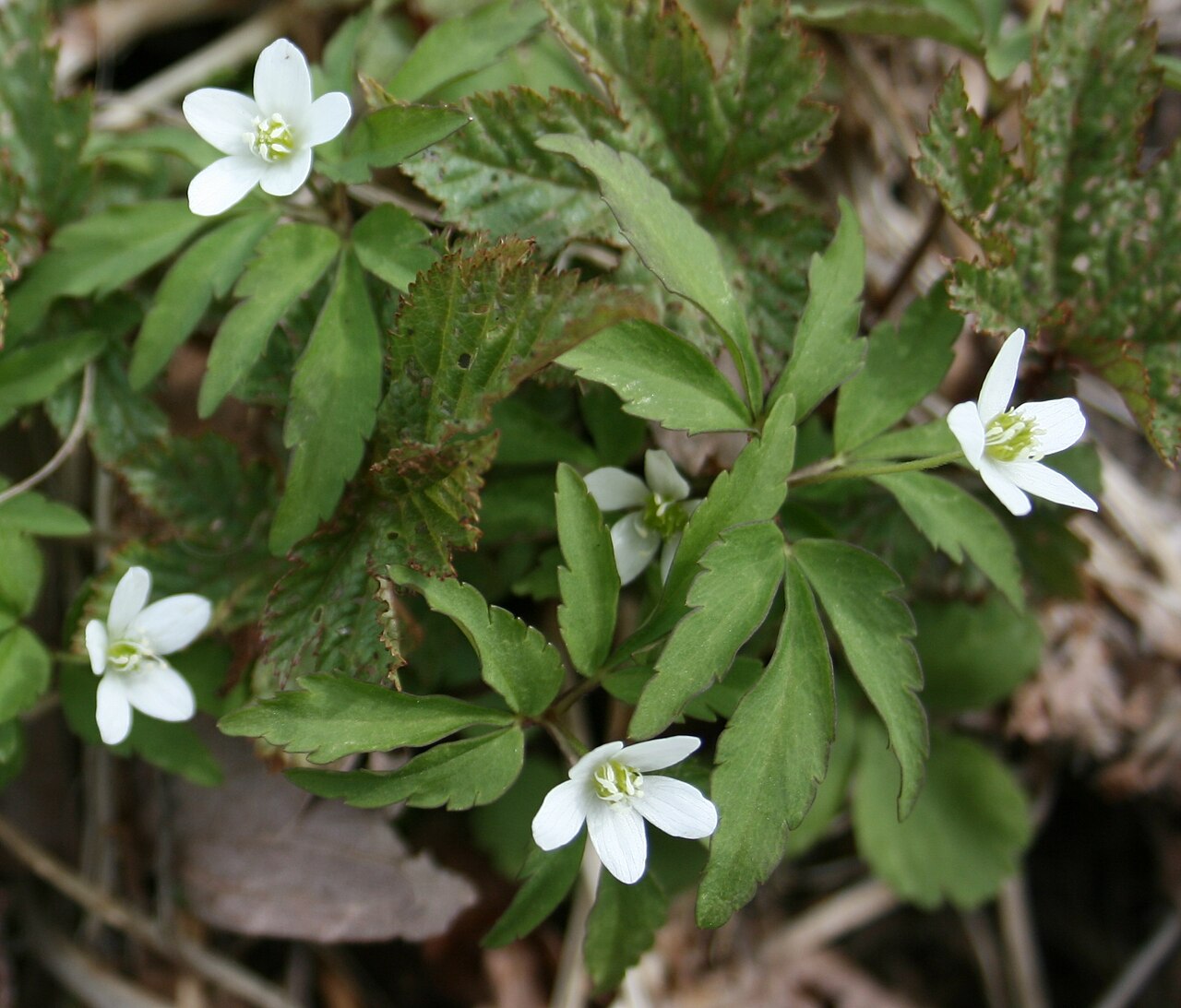 Anemone debilis: Anemone debilis in Mount Nōgōhaku , Japan .