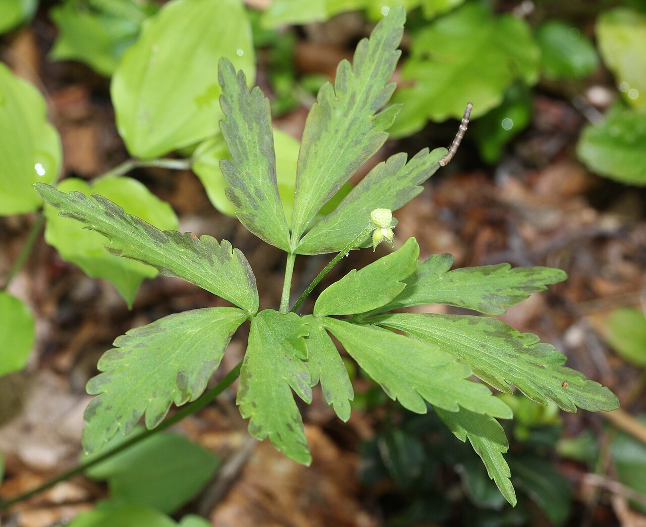 Anemone debilis: Anemone debilis with young fruits, in Mount Mominuka, Hida, Gifu prefecture, Japan.