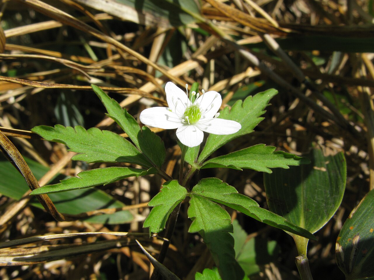 Anemone debilis: Anemone debilis , Aizu area, Fukushima pref., Japan