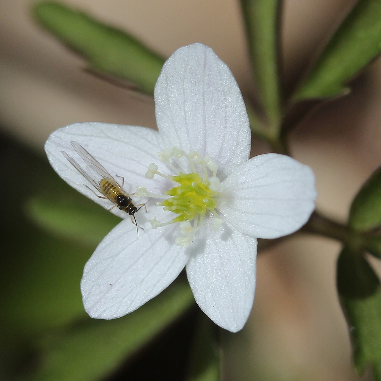 Anemone debilis: Anemone debilis in Mount Sannomine, Ryōhaku Mountains, Japan.