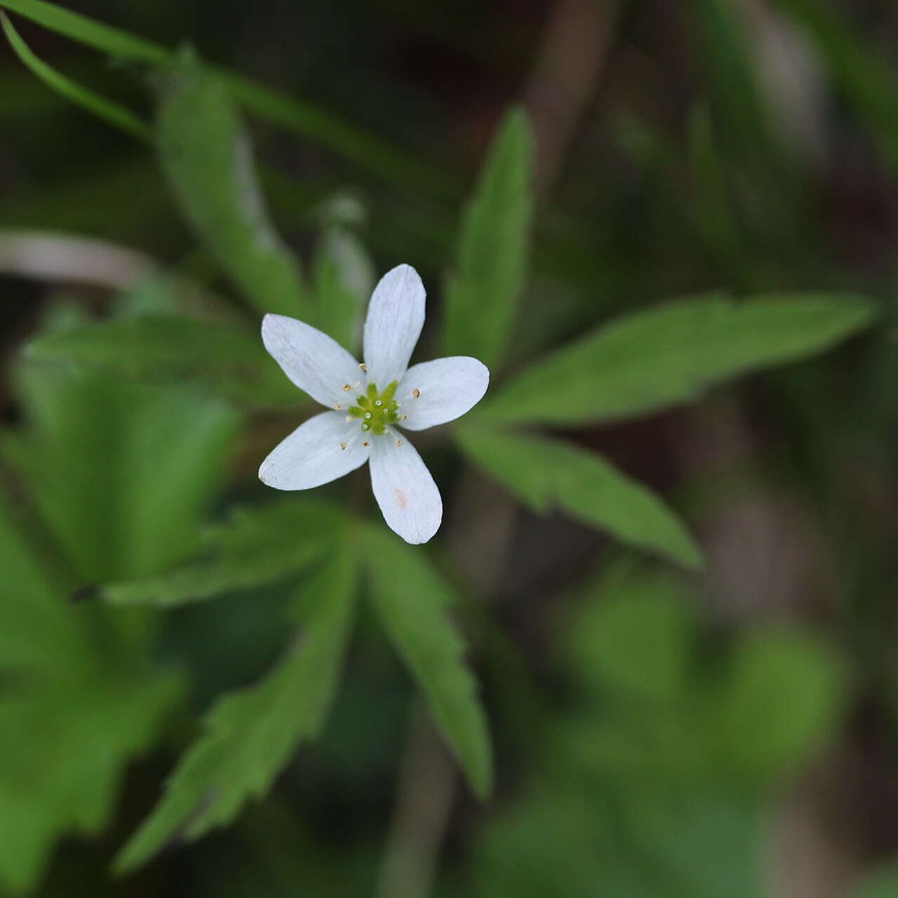 Anemone debilis: Anemone debilis , in Mount Tsurugi , Kamiichi, Toyama prefecture , Japan .