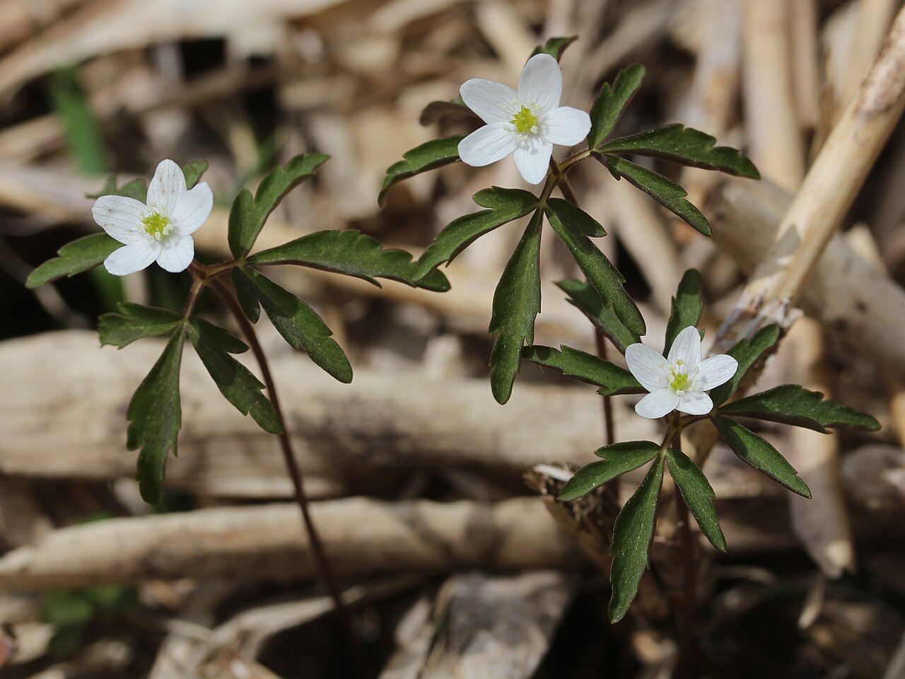 Anemone debilis: Anemone debilis in Mount Sannomine, Ryōhaku Mountains, Japan.