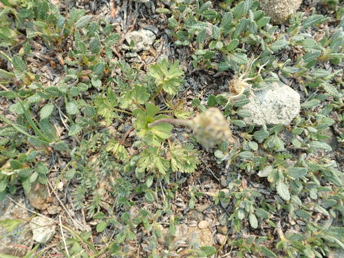 Little Belt Mountain thimbleweed (Anemone lithophila)
