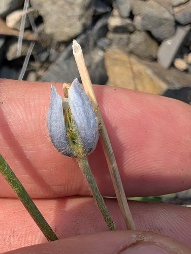 Little Belt Mountain thimbleweed (Anemone lithophila)