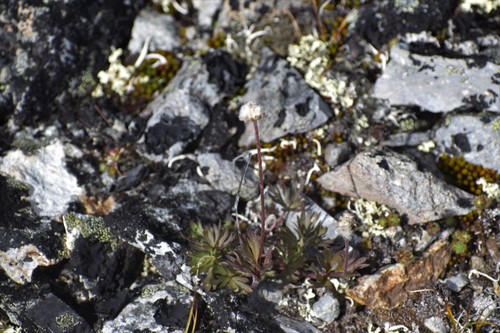 Little Belt Mountain thimbleweed (Anemone lithophila)