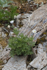 Little Belt Mountain thimbleweed (Anemone lithophila)