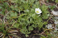 Little Belt Mountain thimbleweed (Anemone lithophila)