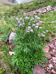 Little Belt Mountain thimbleweed (Anemone lithophila)