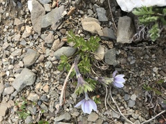 Little Belt Mountain thimbleweed (Anemone lithophila)