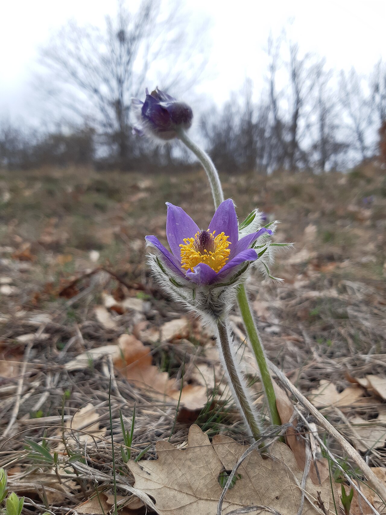 Anemone montana: The native range of this species is SW. Alps to N. Greece. It is a perennial and grows primarily in the temperate biome.
