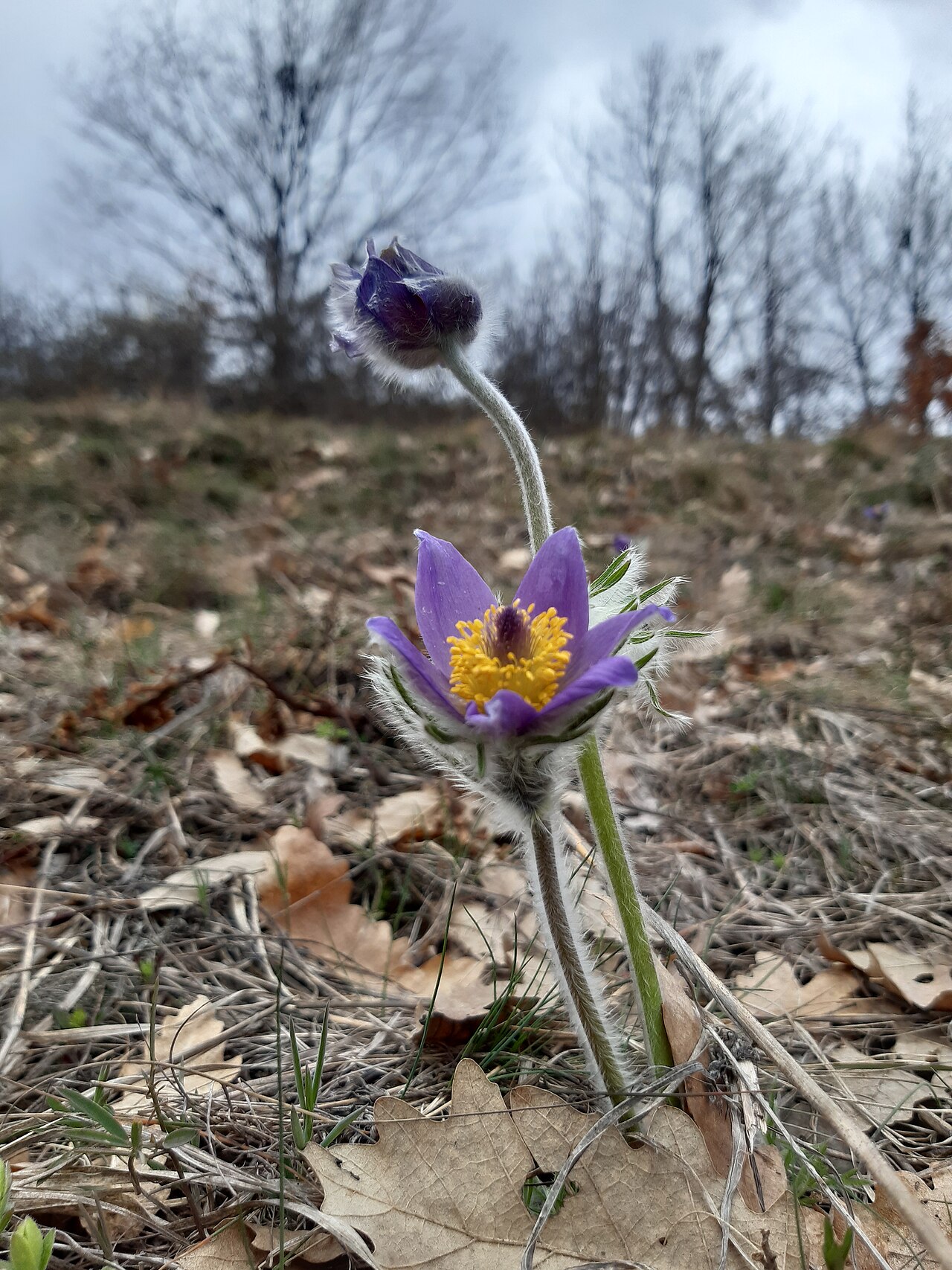 Anemone montana: The native range of this species is SW. Alps to N. Greece. It is a perennial and grows primarily in the temperate biome.