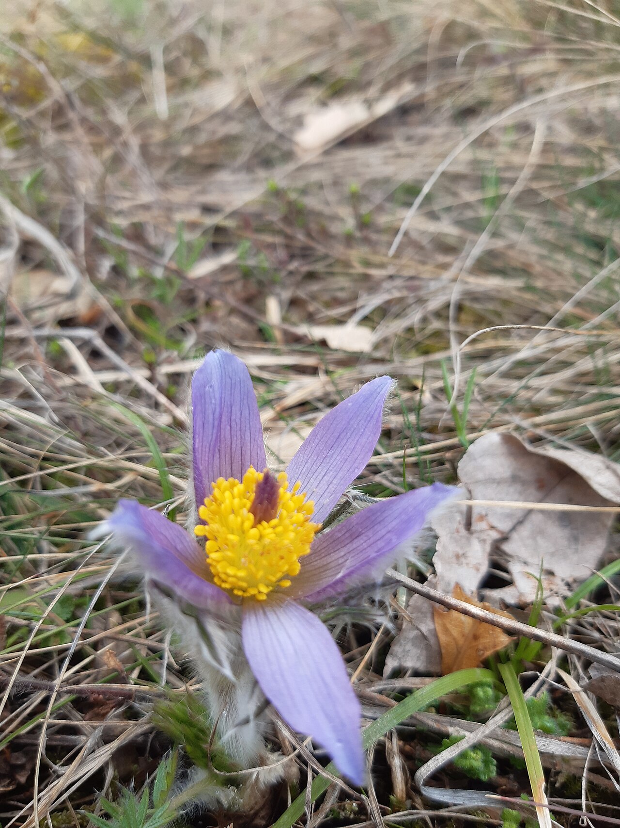 Anemone montana: The native range of this species is SW. Alps to N. Greece. It is a perennial and grows primarily in the temperate biome.