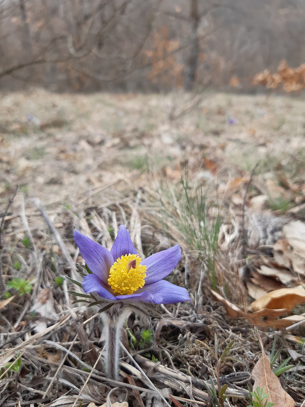 Anemone montana: The native range of this species is SW. Alps to N. Greece. It is a perennial and grows primarily in the temperate biome.