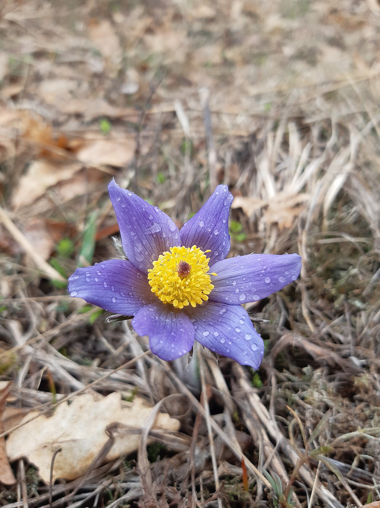 Anemone montana: The native range of this species is SW. Alps to N. Greece. It is a perennial and grows primarily in the temperate biome.