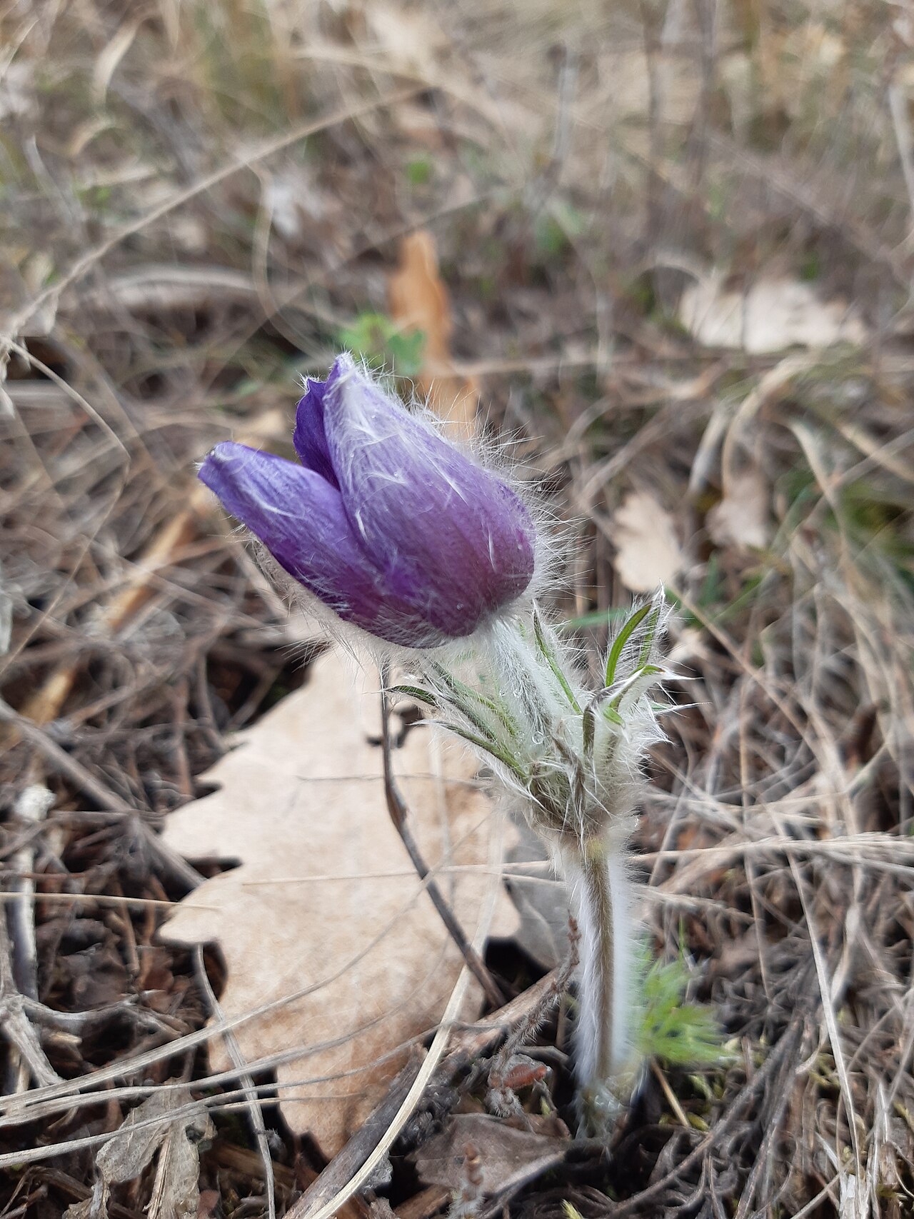 Anemone montana: The native range of this species is SW. Alps to N. Greece. It is a perennial and grows primarily in the temperate biome.