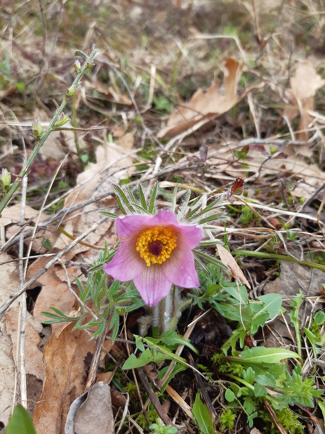 Anemone montana: The native range of this species is SW. Alps to N. Greece. It is a perennial and grows primarily in the temperate biome.