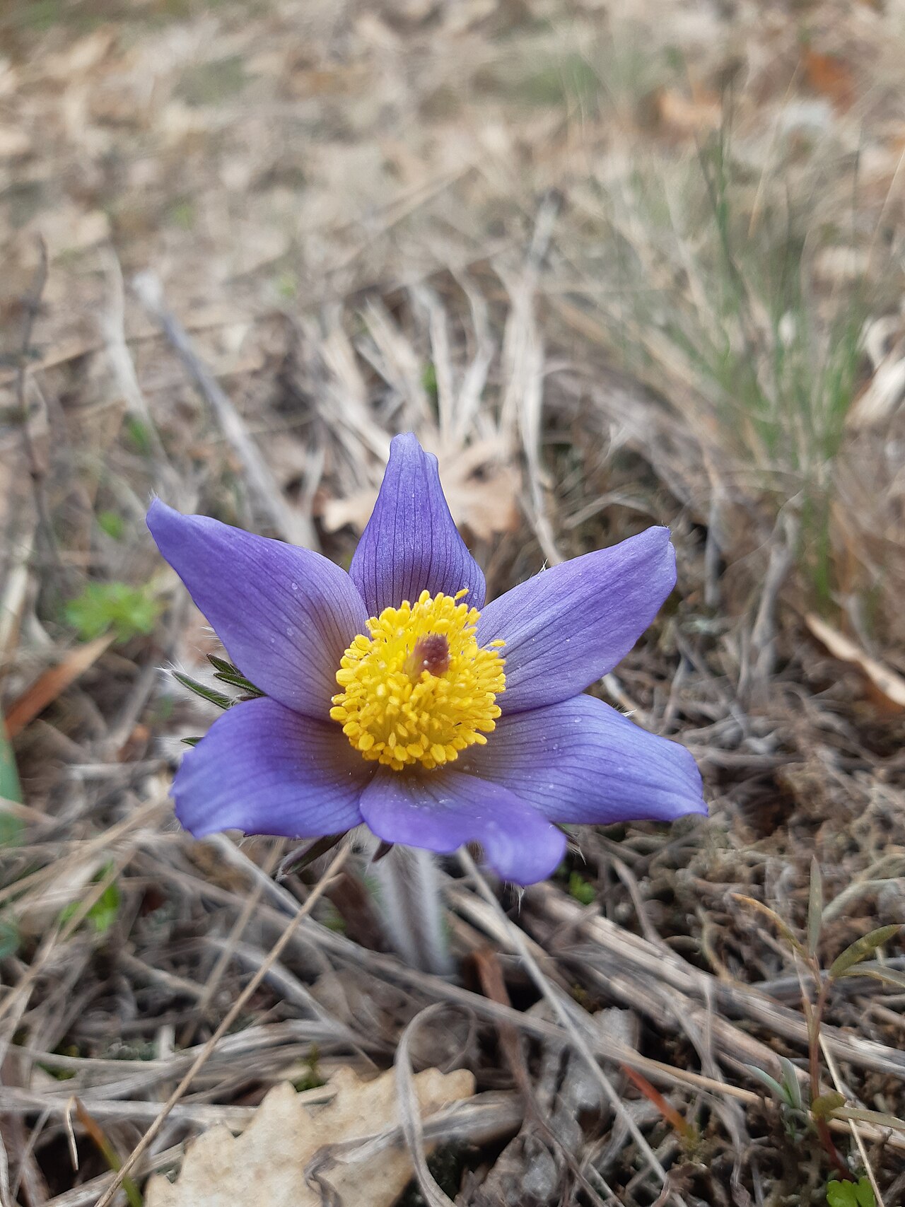 Anemone montana: The native range of this species is SW. Alps to N. Greece. It is a perennial and grows primarily in the temperate biome.