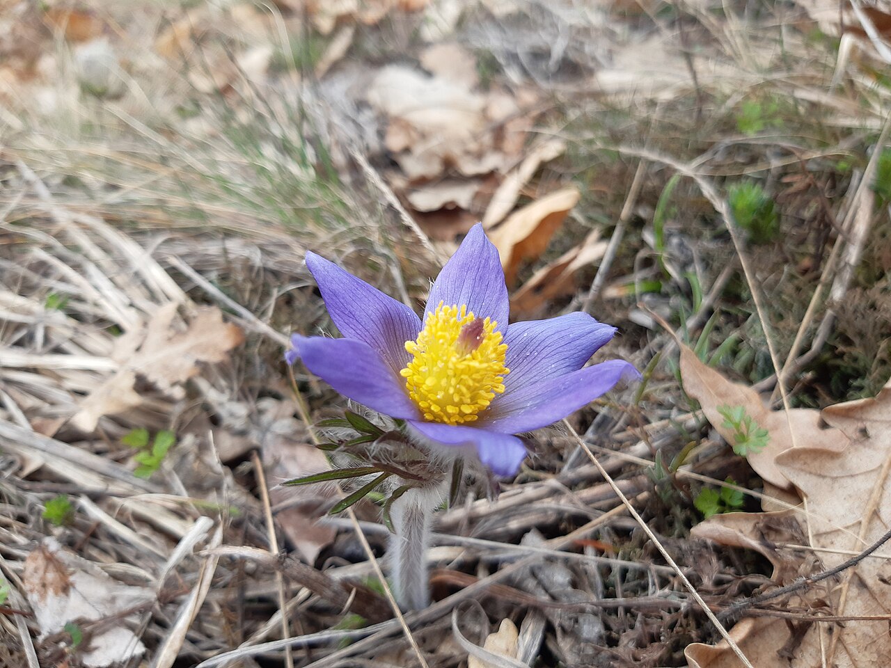 Anemone montana: The native range of this species is SW. Alps to N. Greece. It is a perennial and grows primarily in the temperate biome.