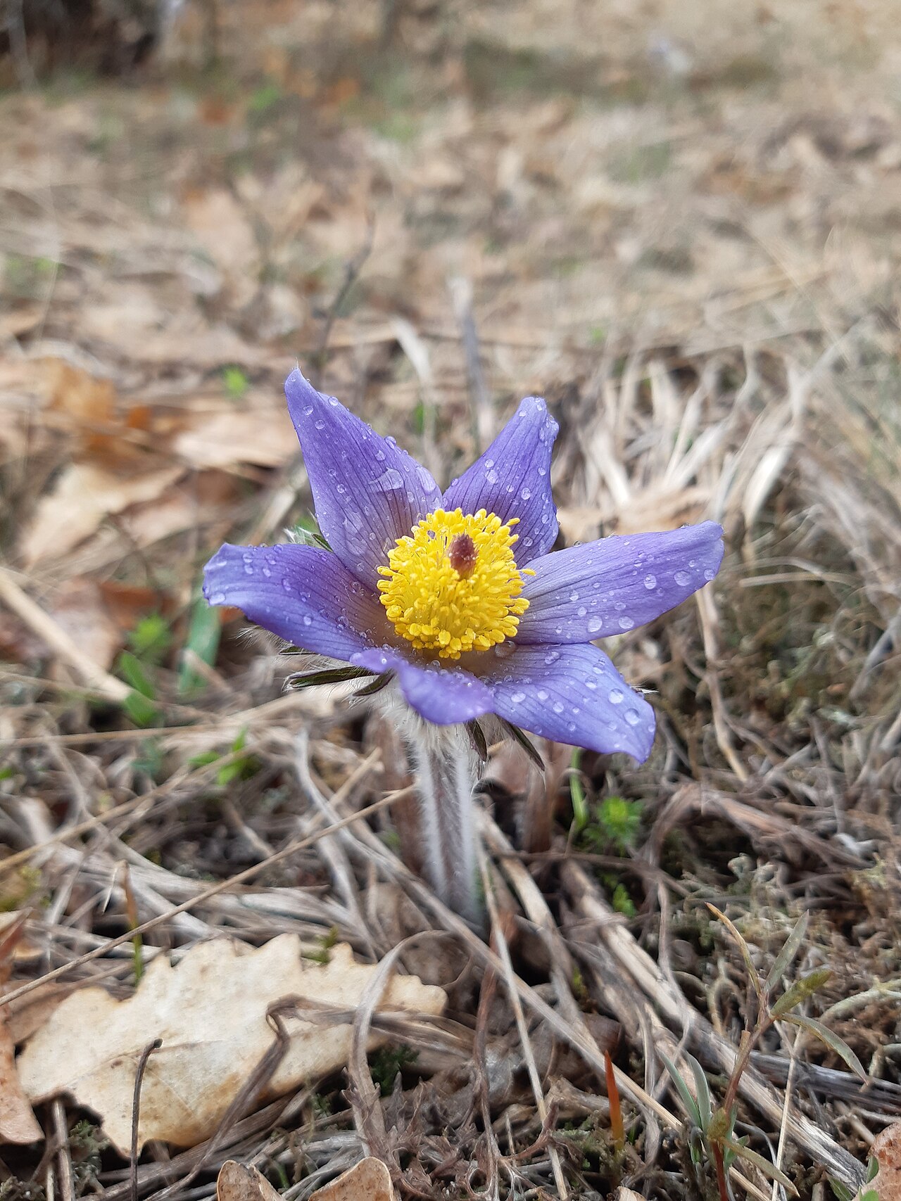 Anemone montana: The native range of this species is SW. Alps to N. Greece. It is a perennial and grows primarily in the temperate biome.