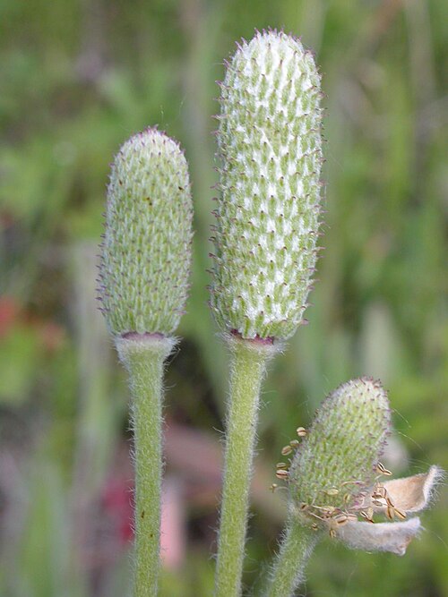Pacific anemone: The fruiting heads elongate into long cylindrical structures by mid to late summer and soon emit cotton-coated achenes.