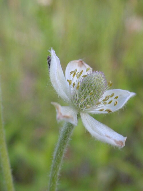 Pacific anemone: This species flower early through mid summer, although flowering because less common the closer to July.