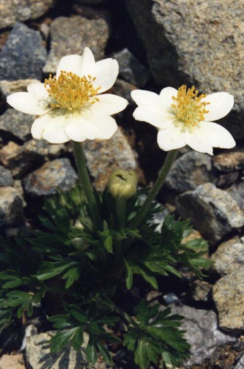 Pacific anemone: Anemone magellanica