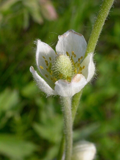 Pacific anemone: This species flower early through mid summer, although flowering because less common the closer to July.