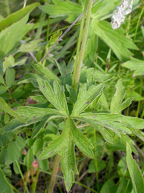 Pacific anemone: The leaves are palmately divided.