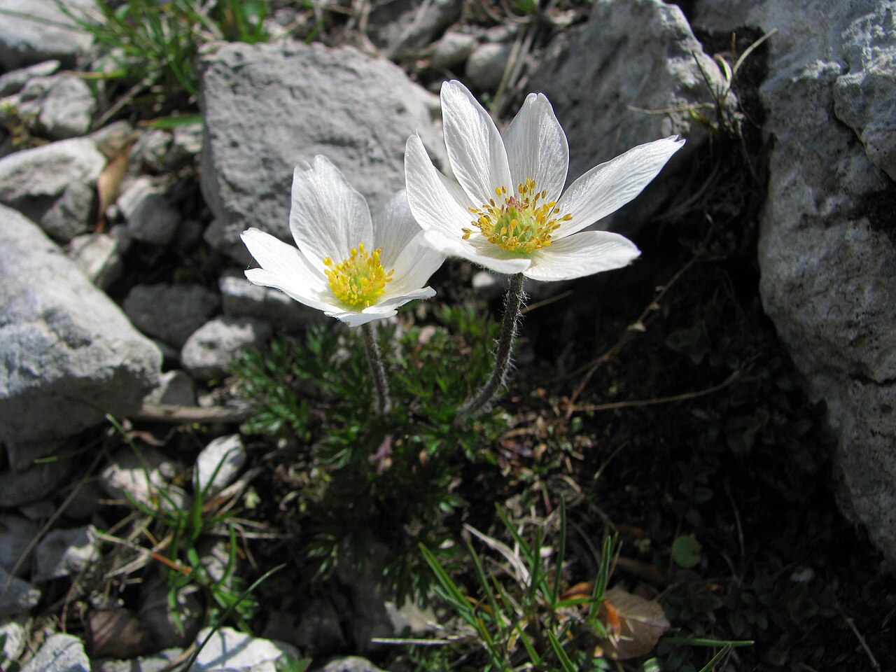 Anemone pavoniana: Anemone pavoniana