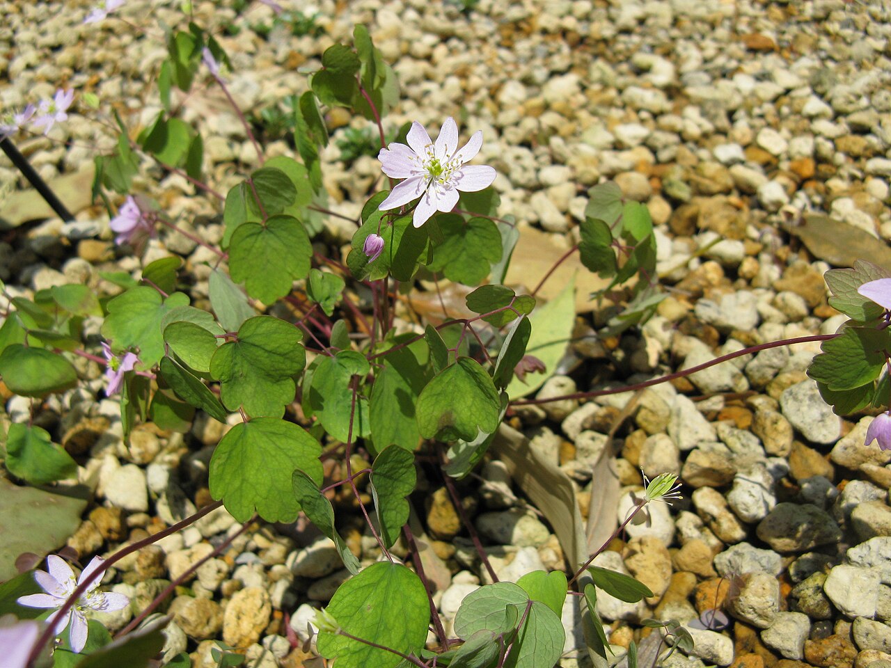 Rue anemone: Thalictrum thalictroides Place:Osaka Prefectural Flower Garden,Osaka,Japan
