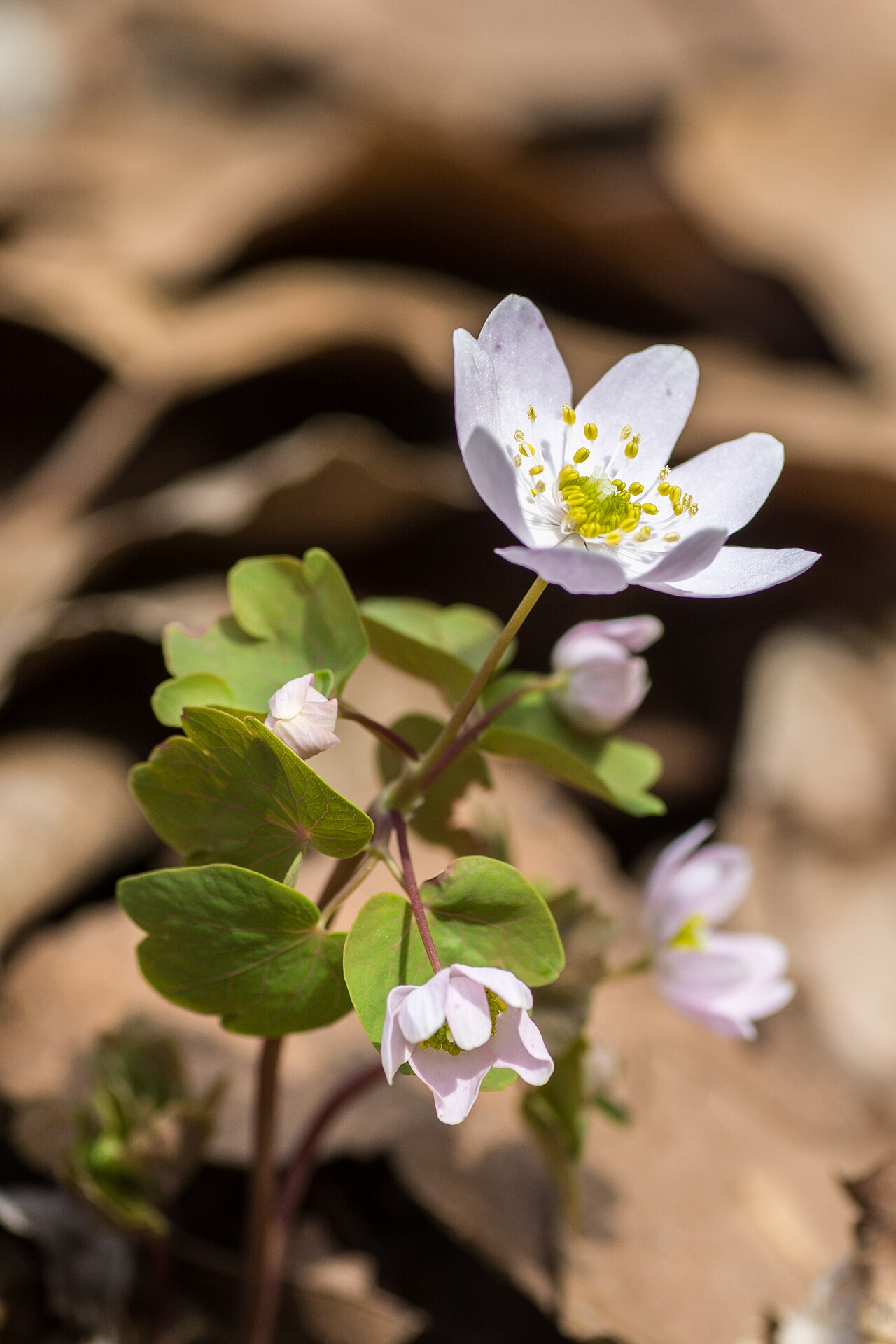 Rue anemone: Hueston Woods State Park, College Corner, Ohio