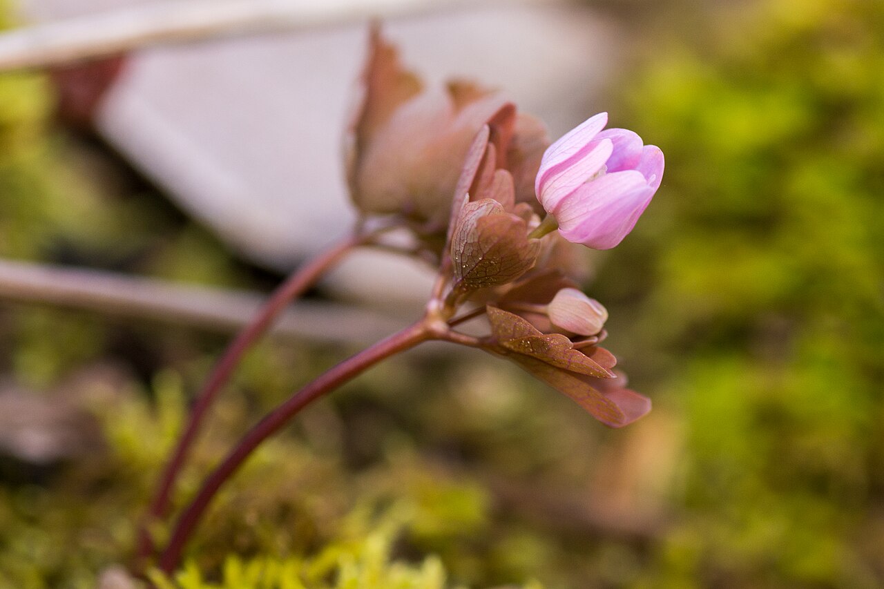 Rue anemone: Hueston Woods State Park, College Corner, Ohio